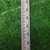 Wood Scale 39 inch 250